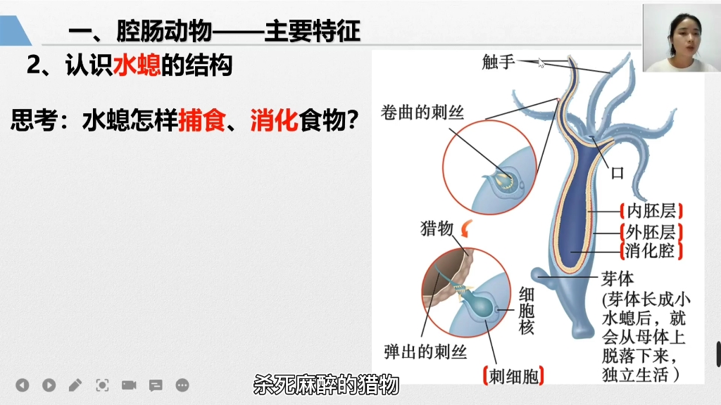 水螅的捕食过程图片