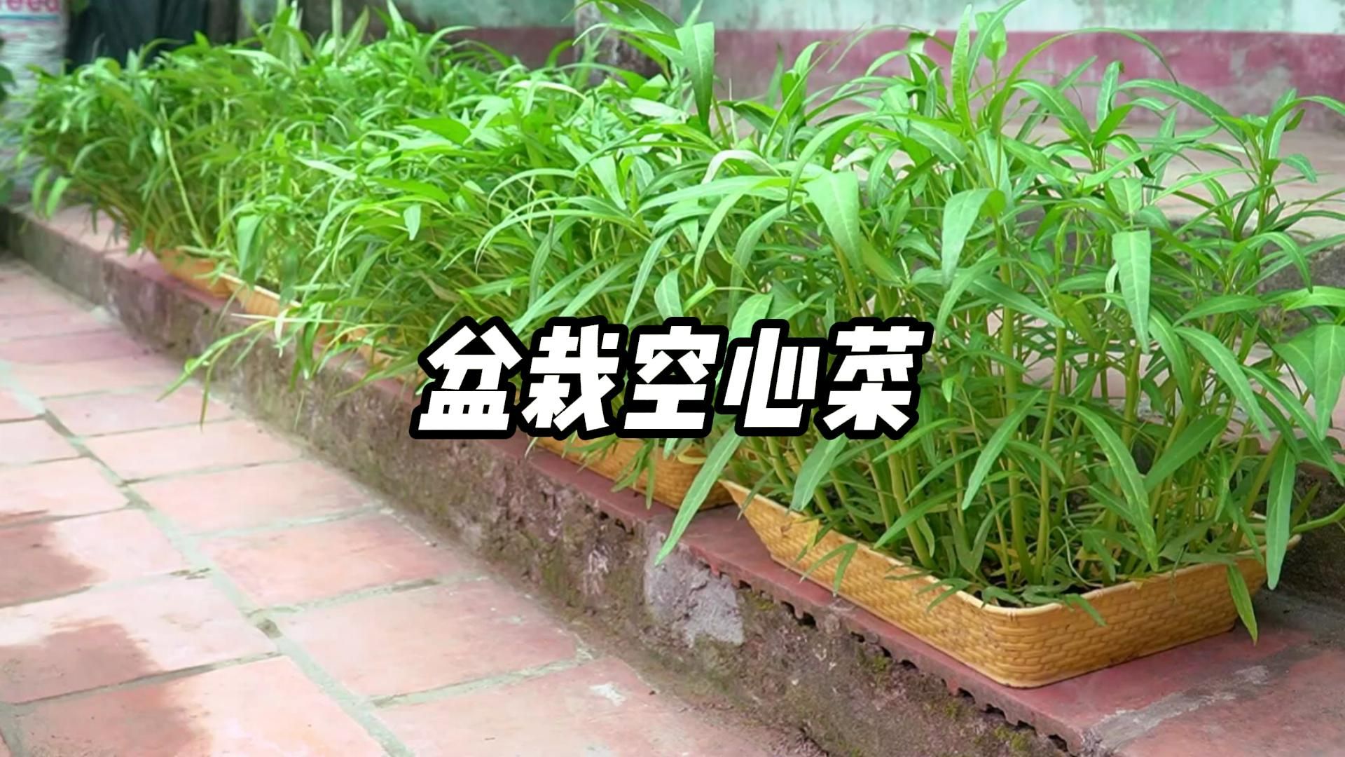 空心菜种植很简单,2种种植方法教给你哔哩哔哩bilibili