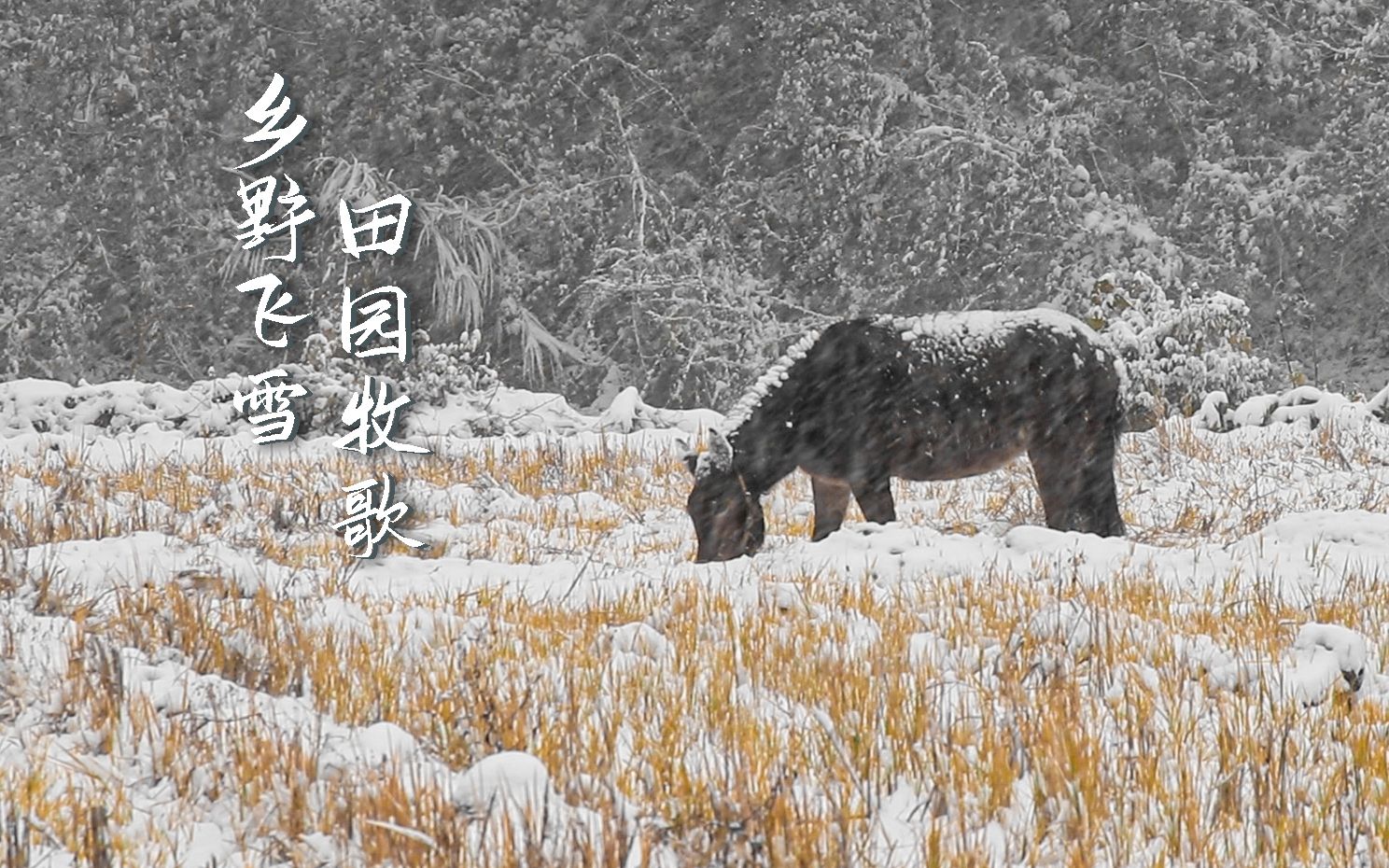 [图]时光密语，瑞雪丰年。