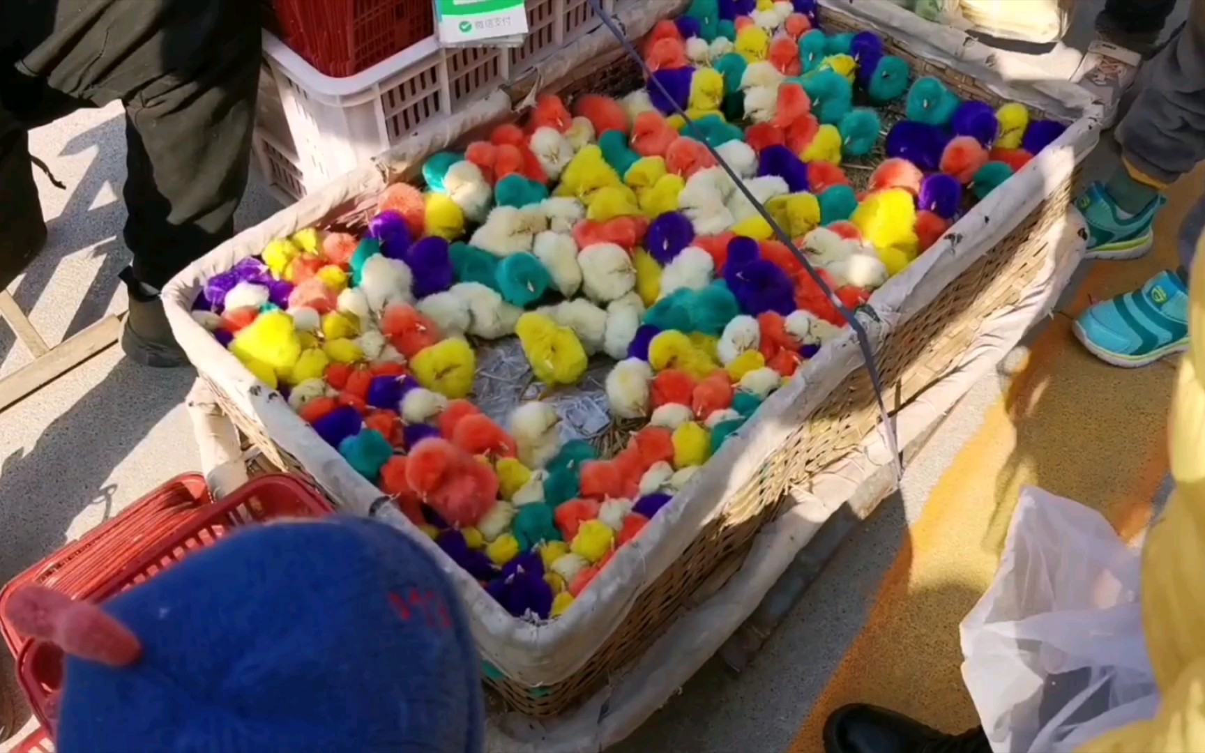 逛大集,遇见彩色小鸡仔