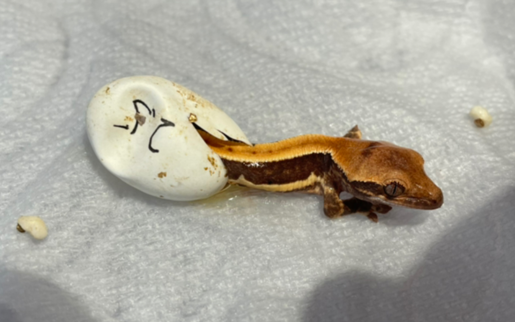 【睫角守宫】提前出壳的小莉莉|taliban