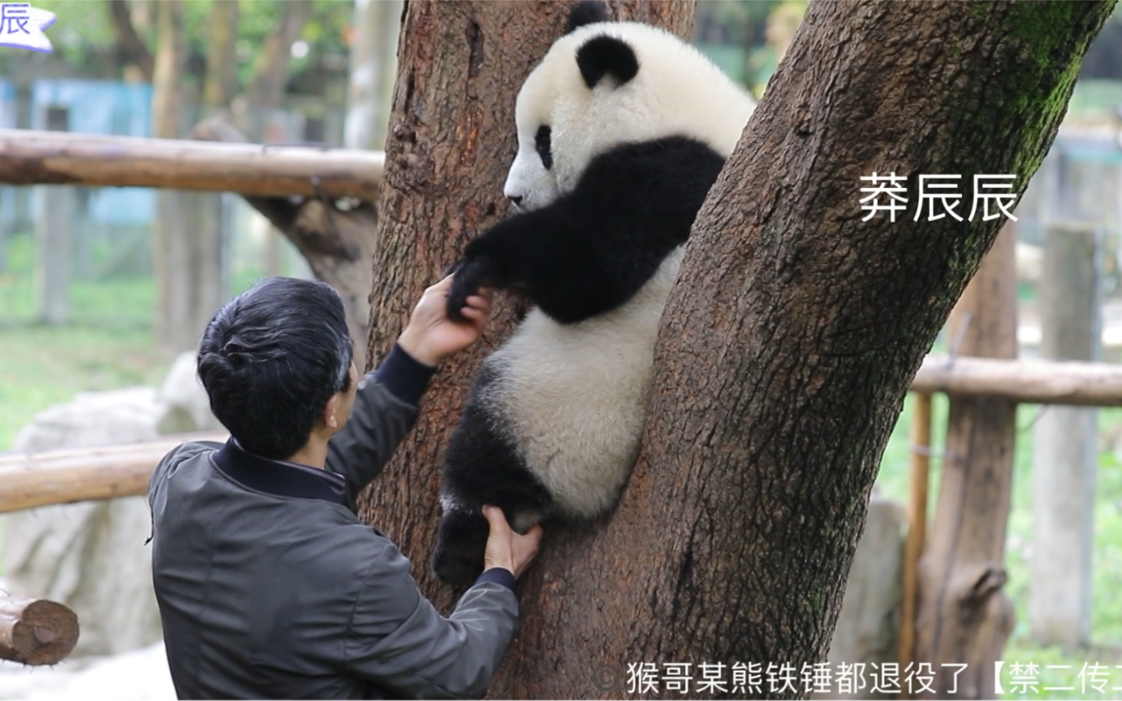 [图]【莽辰辰】这个小短腿捏着，肯定很糯吧，孩子到点不下班，外公苦苦相劝，已经抱不动了