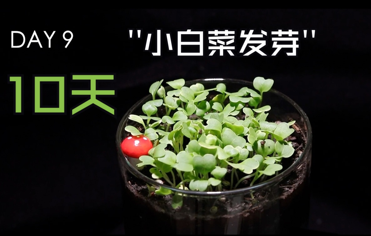 10天记录小白菜发芽 植物延时摄影哔哩哔哩bilibili