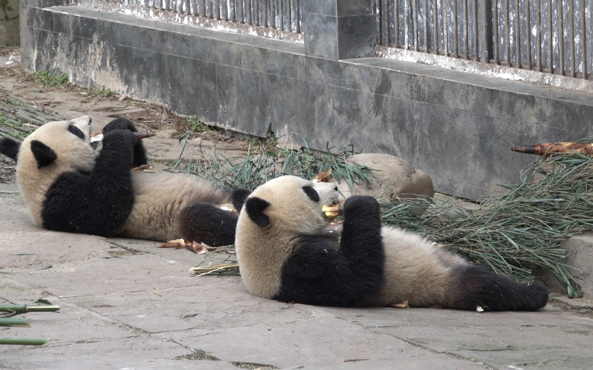 【大熊猫优优仔阳花仔】别人是排排坐吃果果,你们是排排躺吃笋笋