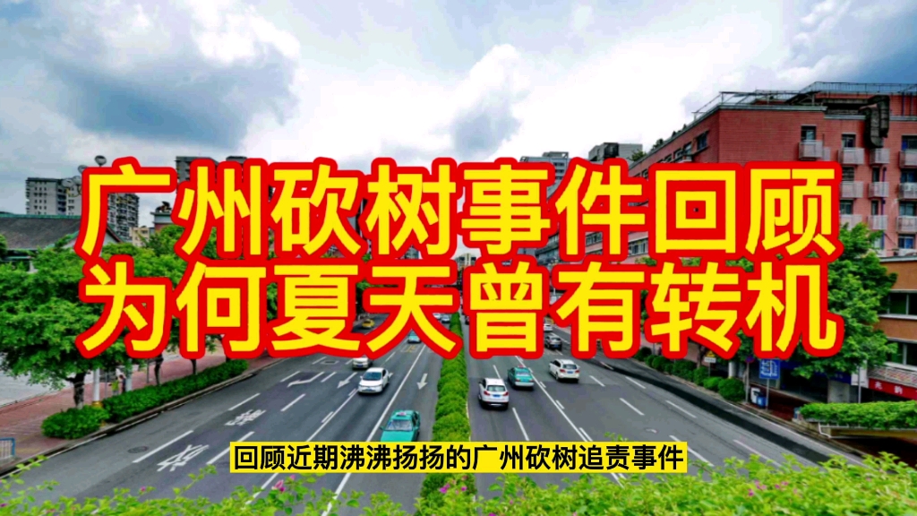 回顾广州砍树追责事件:夏天曾有转机可惜最终来不及哔哩哔哩bilibili