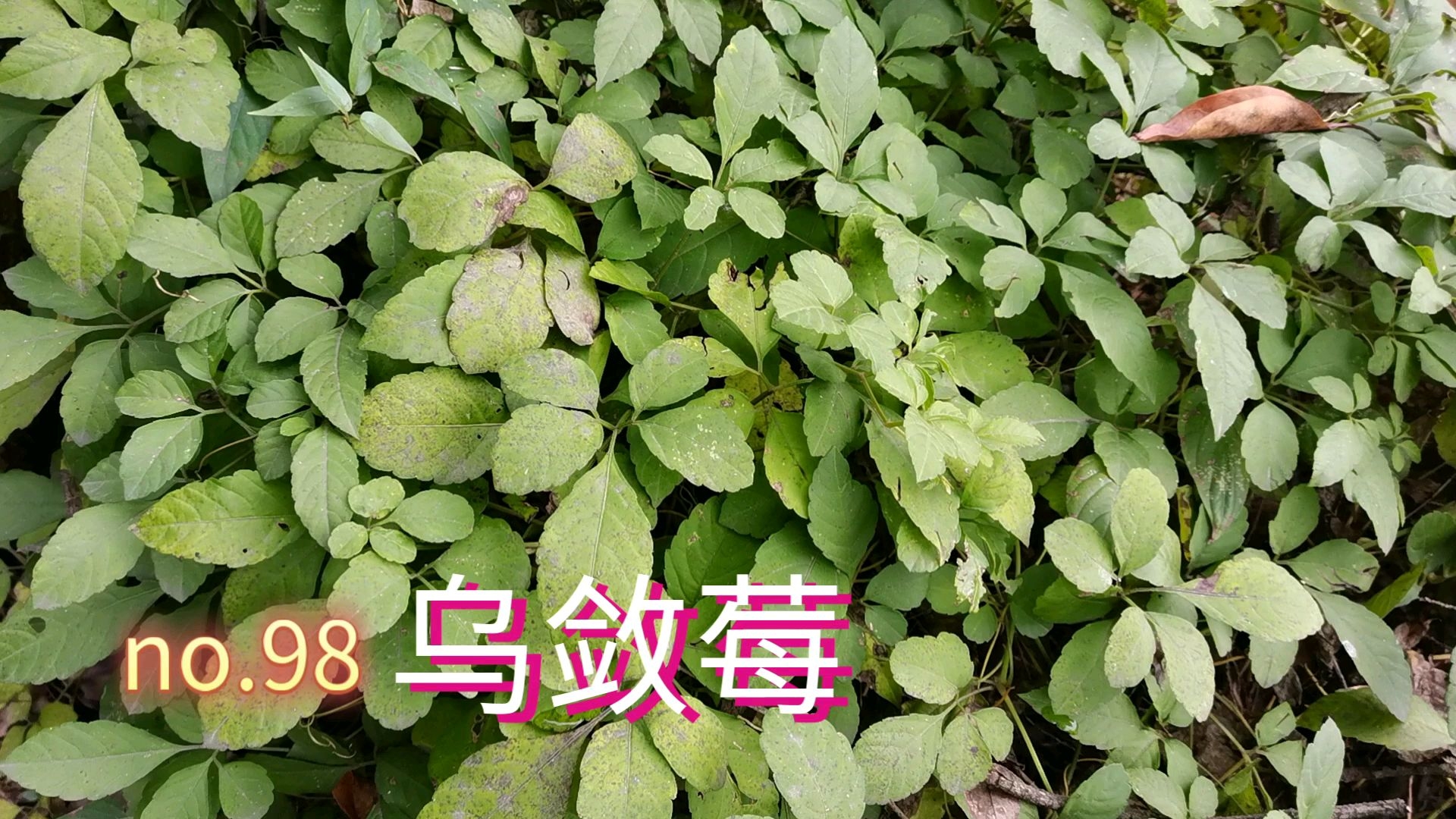 no.98 乌敛莓 全草入药,主治咽喉肿痛,腮腺炎,毒蛇咬伤,疔疮,风湿痛,黄疸,痢疾,咯血尿血哔哩哔哩bilibili