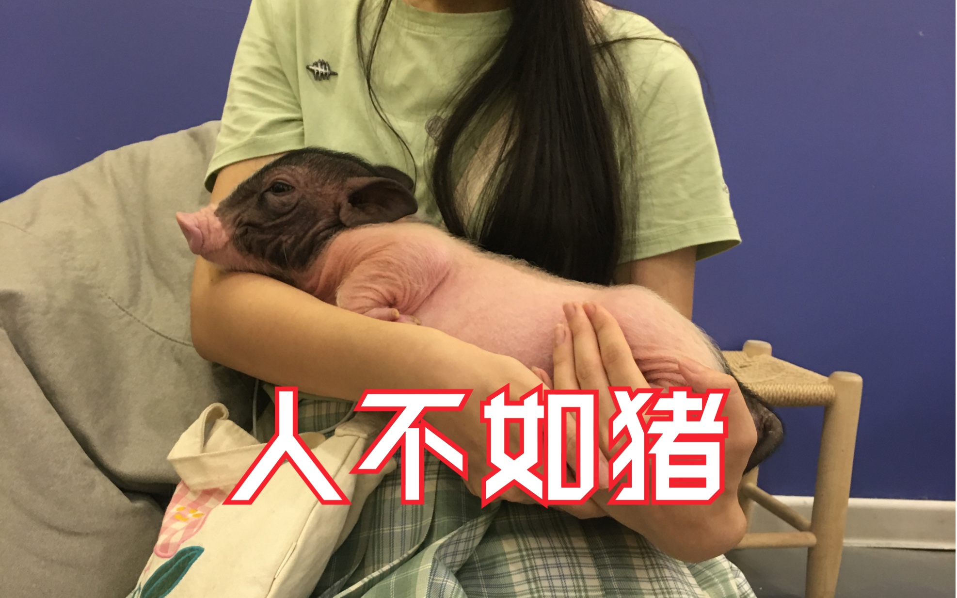 柯尔鸭咖jk少女被猪猪当膝枕人见人落泪猪比我都幸福