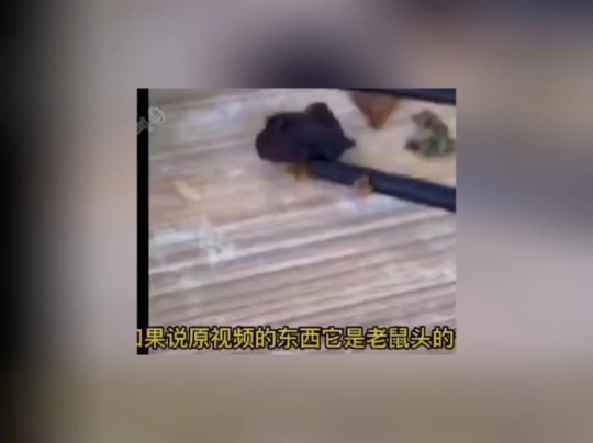 龅牙吱吱的逆天言论:长颈鹿摔倒会窒息死亡?随便一条大点的狗能拖死它?哔哩哔哩bilibili