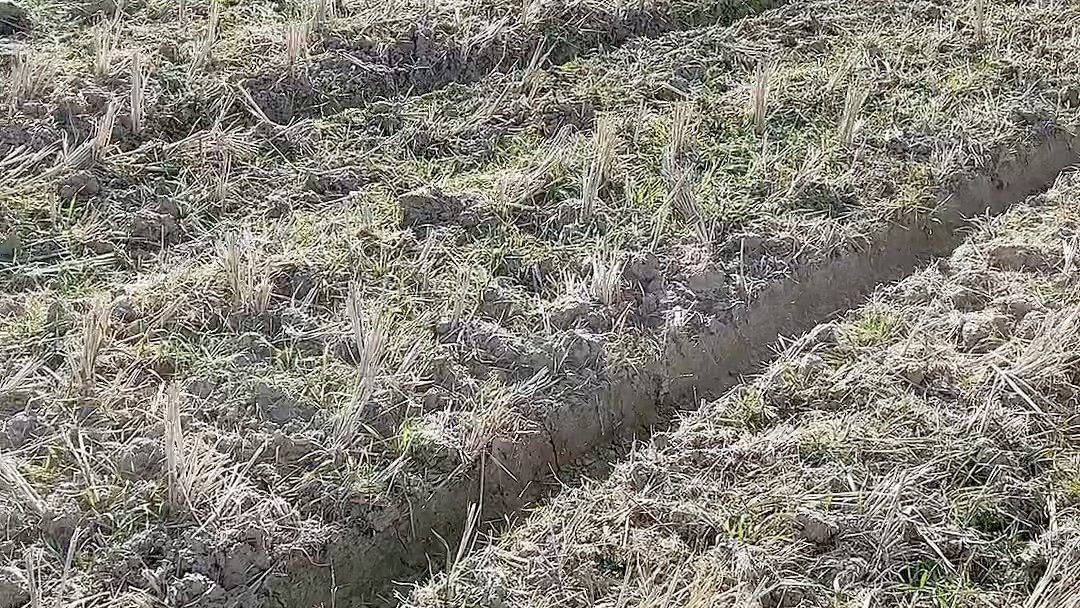 今天我们来算一下在农村种地,一亩地的投入成本多少钱?哔哩哔哩bilibili