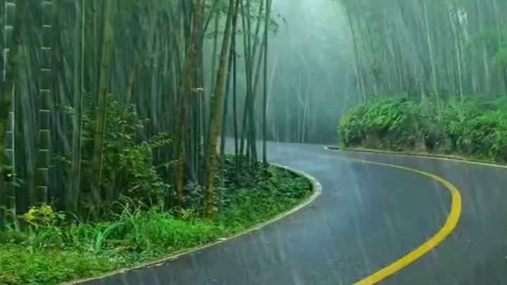 [图]从未被超越的竹林风景