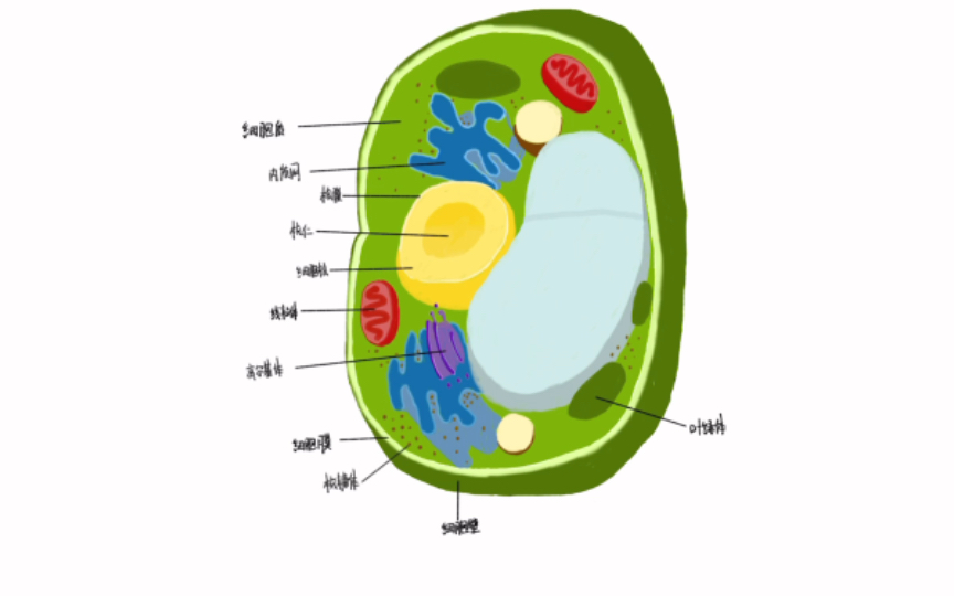 植物细胞亚显微结构模式图(学校有比赛还是什么才画的,画完发现自己没