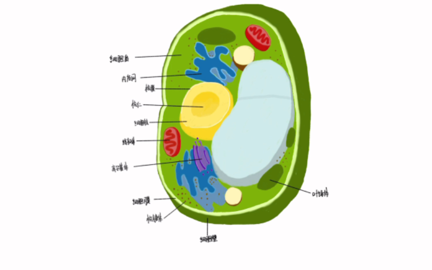 植物细胞结构概念图图片