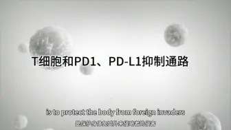 Download Video: T细胞和PD-1 PD-L1抑制通路