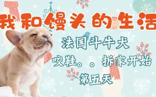 斗牛犬馒头 搜索结果 哔哩哔哩弹幕视频网 つロ乾杯 Bilibili