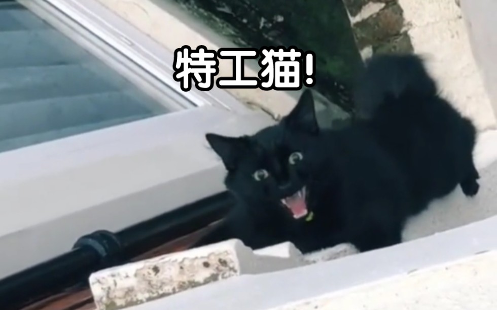 [图]“猫 不 走 寻 常 路”