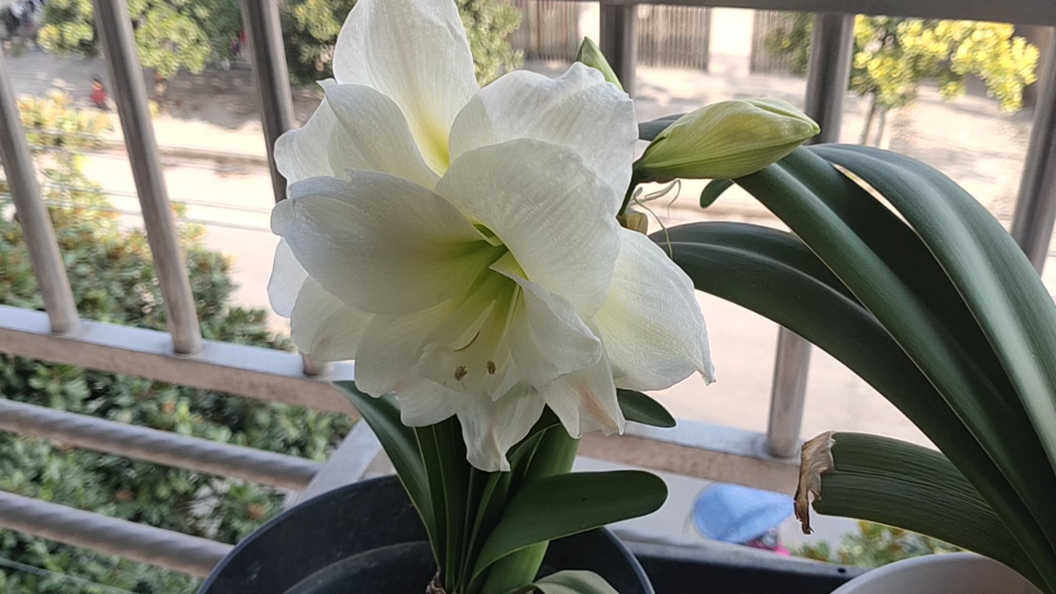 【朱顶红】阿弗雷 一球两花剑!