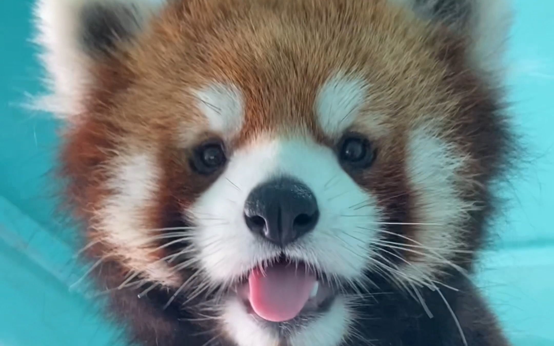 喜欢卖萌的小熊猫一枚呀~这也太可爱了吧