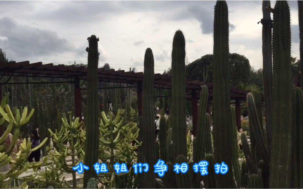 厦门A级景区免费玩、第二站:植物园哔哩哔哩bilibili