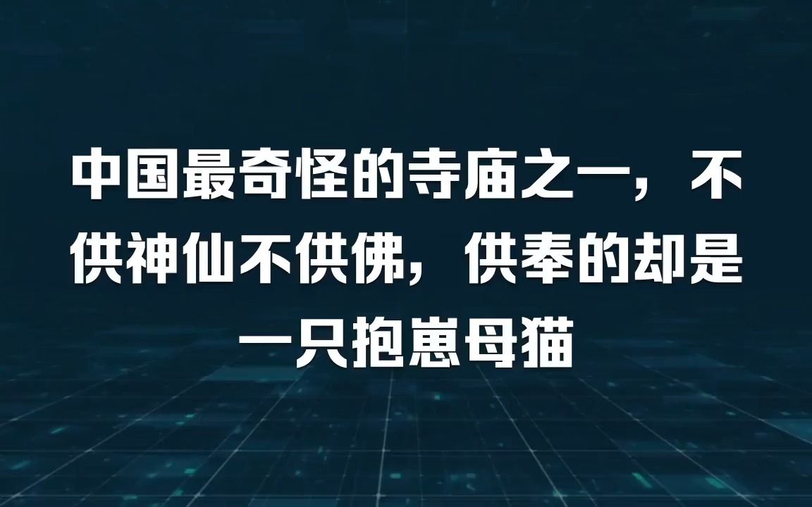 中国最奇怪的寺庙之一,不供神仙也不供佛菩萨,供的却是一只抱崽母猫哔哩哔哩bilibili