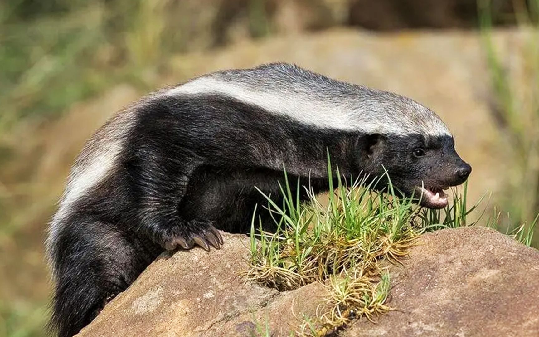 蜜獾真实图片