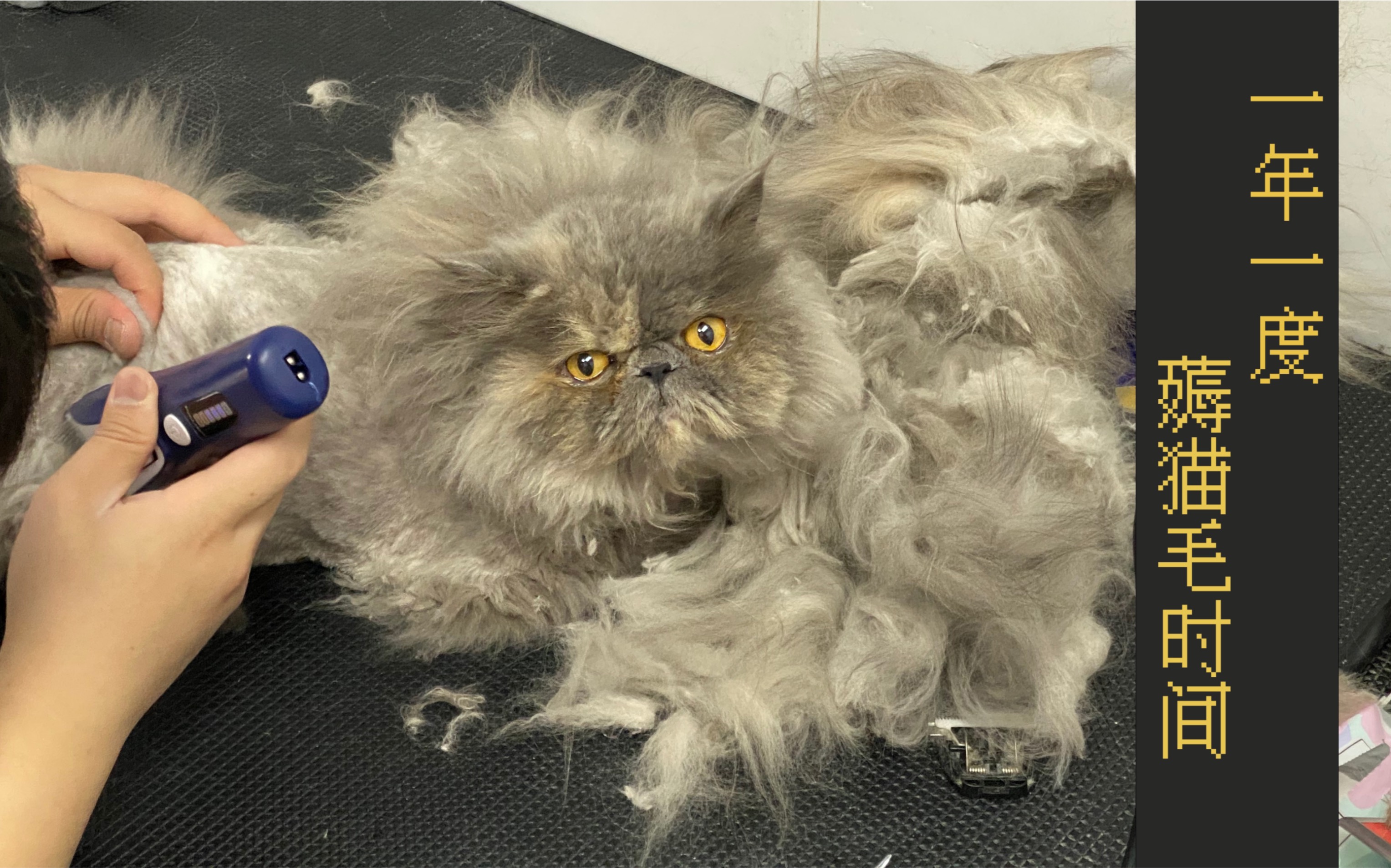 初暖花开之日猫咪脱毛之时长毛猫剃毛vlog04