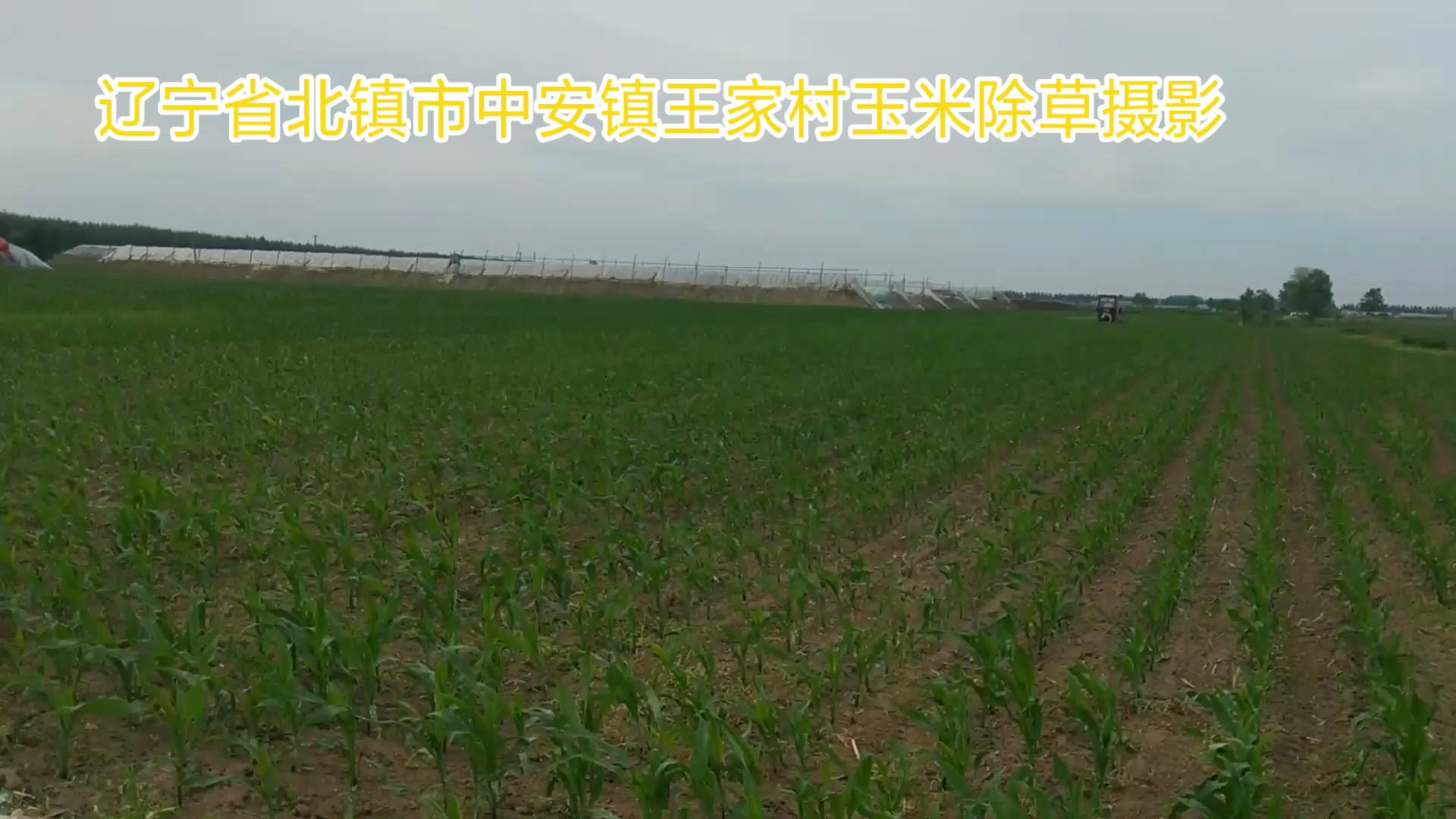 辽宁省北镇市中安镇王家村玉米除草摄影