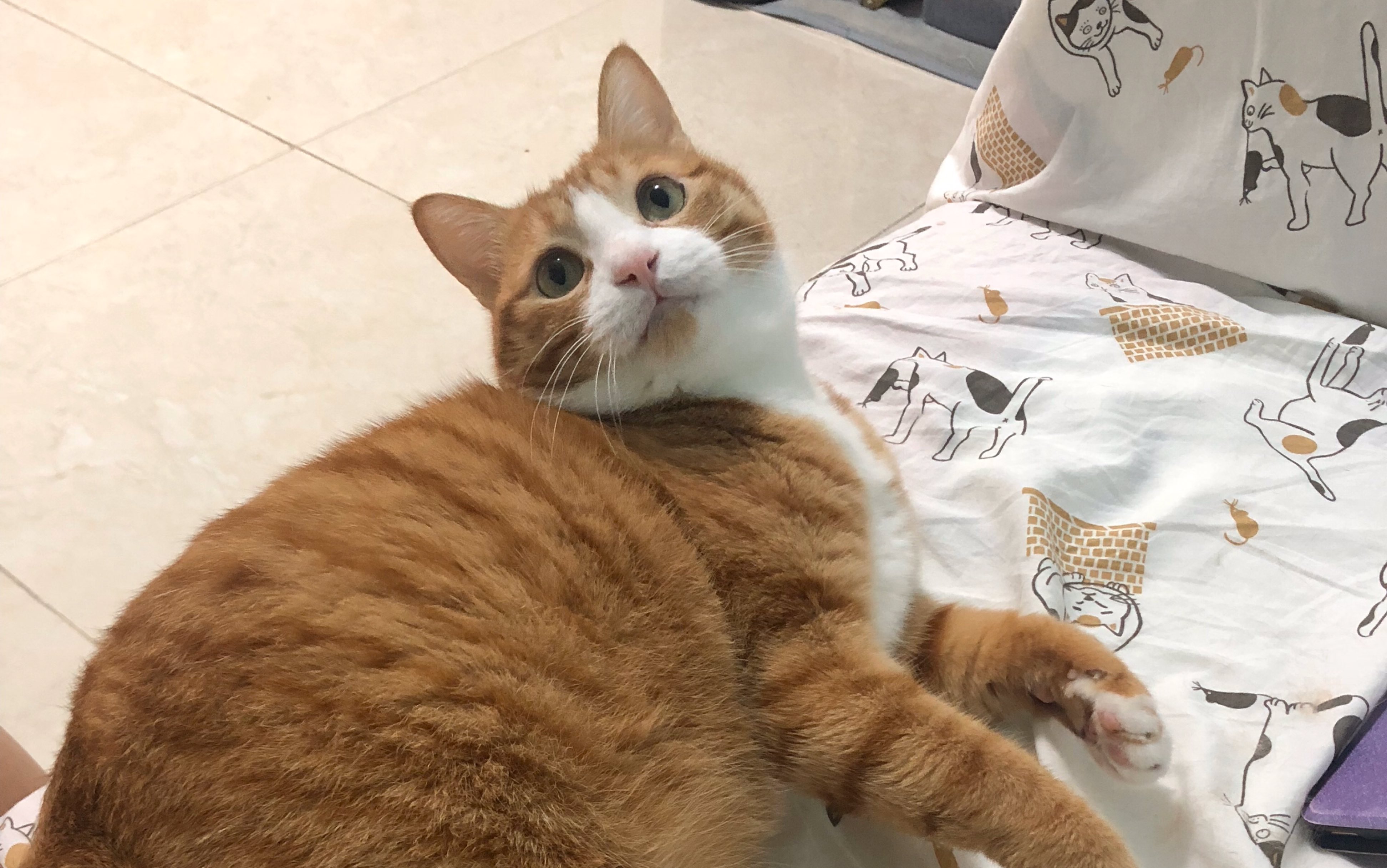 活动  咪猫最爱粑粑啦!不接受反驳!