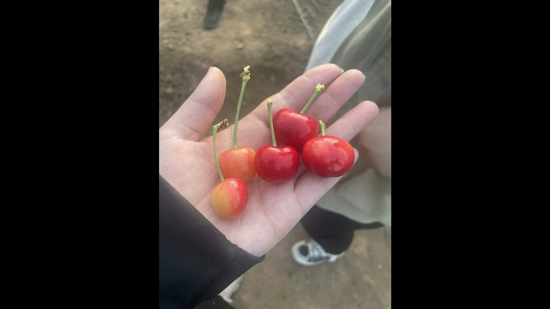 与老公打赌减肥第二天,昨天掉1.9斤!今天吃了好多樱桃!