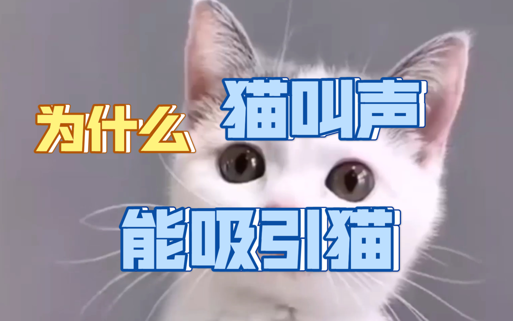 为什么猫叫声能吸引猫哔哩哔哩bilibili