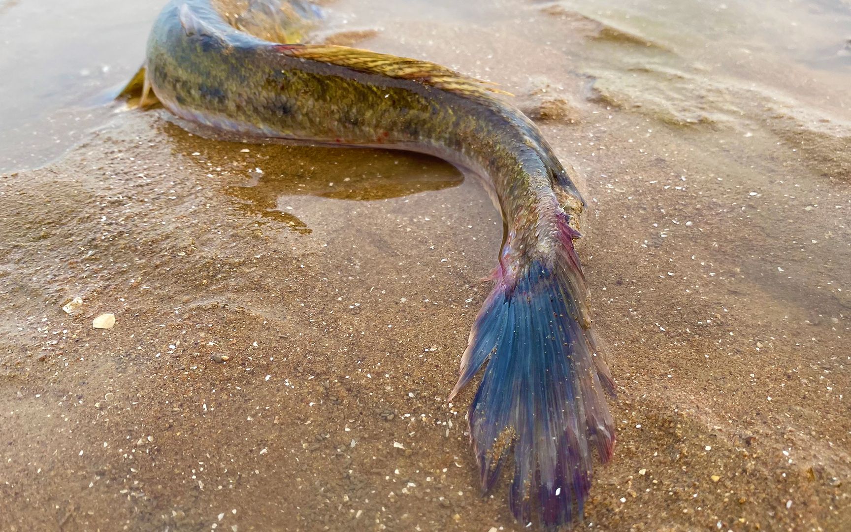 大海退潮后,二强赶海抓到海龙鱼回家煲汤,孩子吃嗨了
