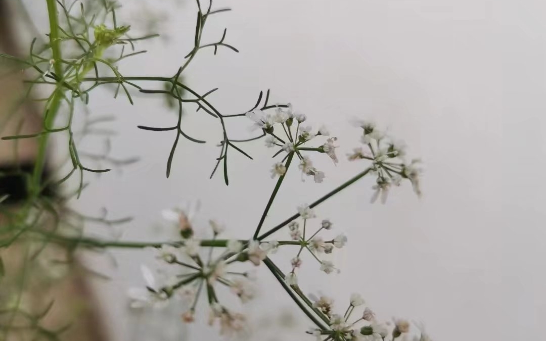 [图]花儿、草儿&虫儿