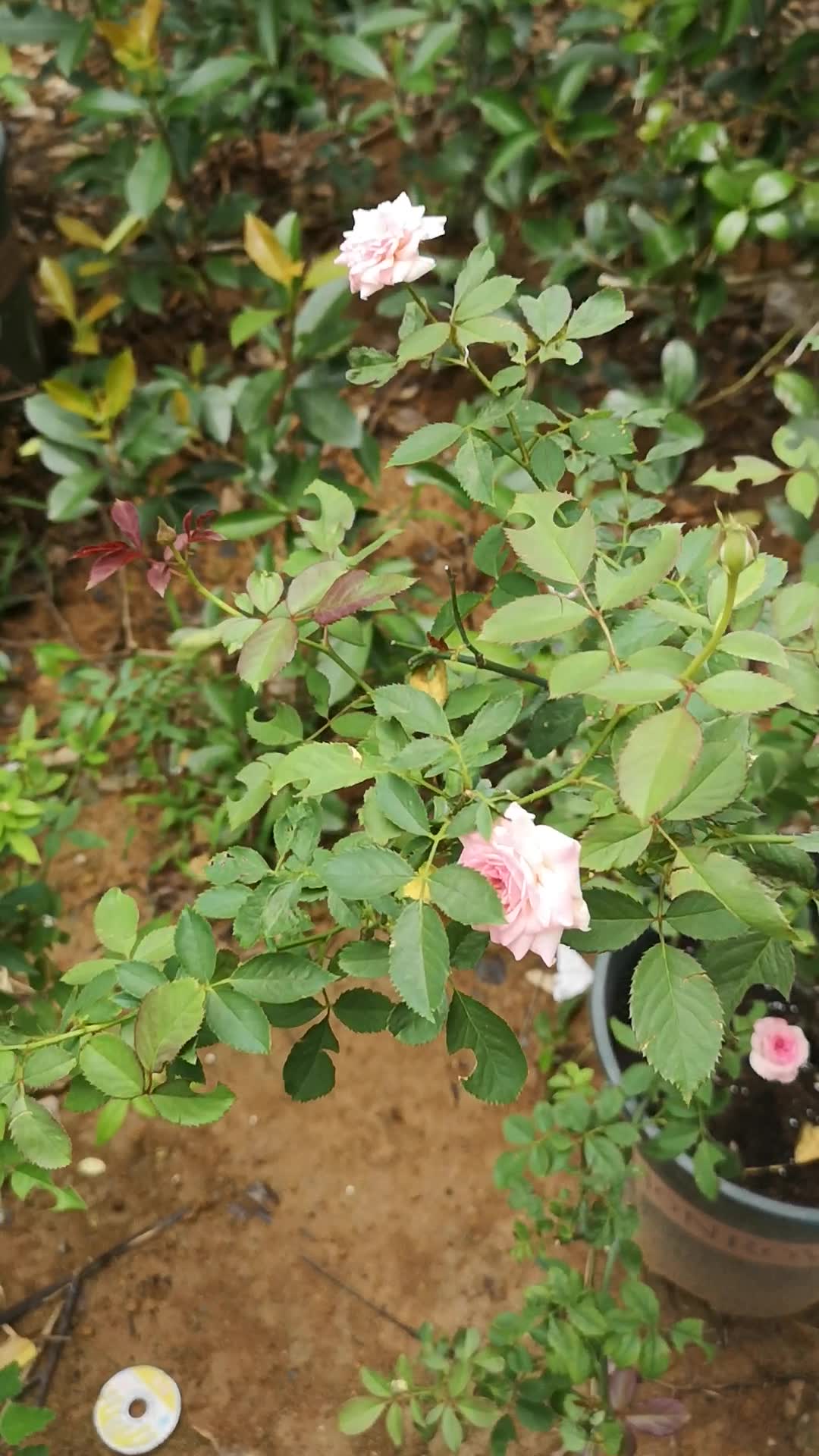 月季灌小伊 夏末秋初