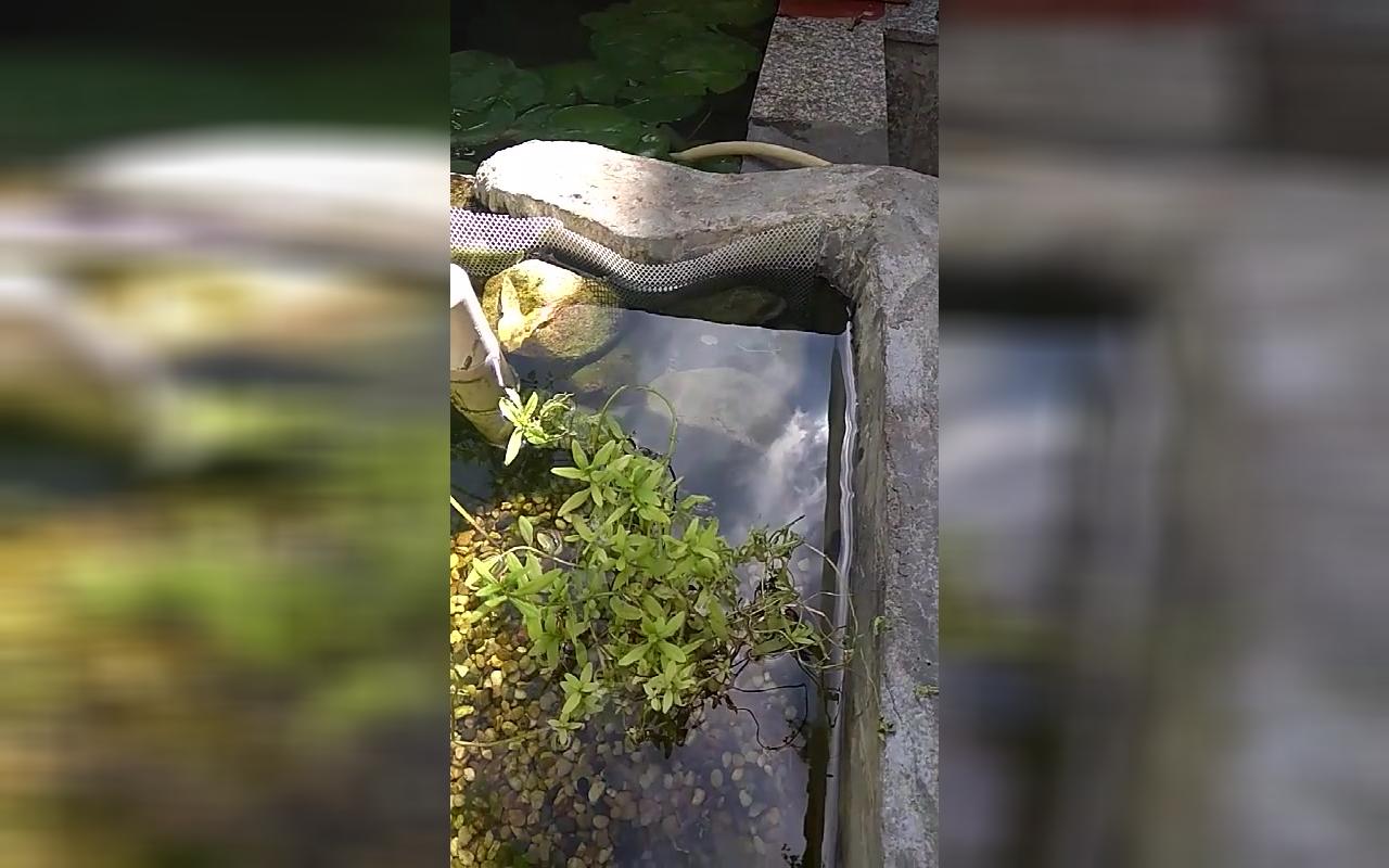 沼泽过滤运行两个半月,锦鲤入池13天记录