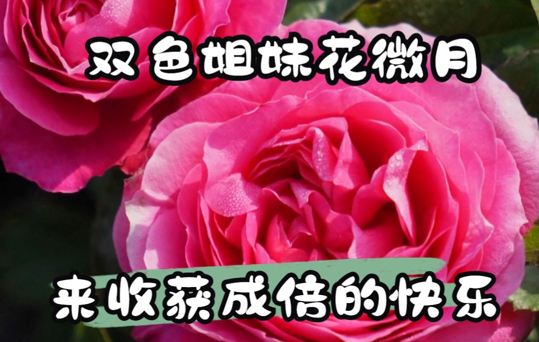 [图]【天狼月季】双色姐妹花微月，来收获成倍的快乐