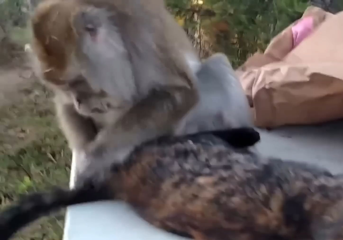 【无意识助眠音】92猴子给人和猫梳理毛发,咂么嘴(无人声)@best