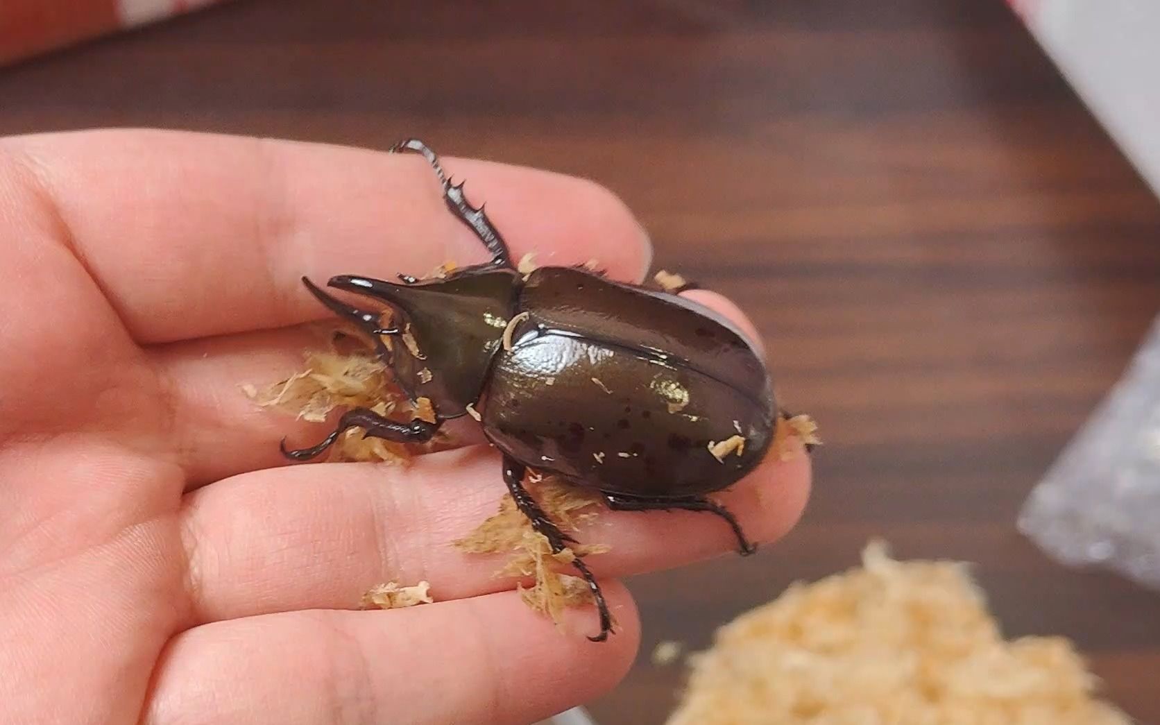 开箱一对美东白兜