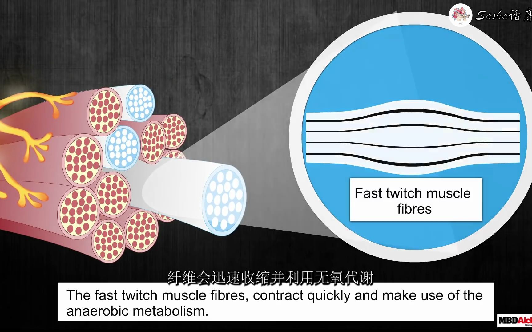 肌纤维的类型哔哩哔哩bilibili