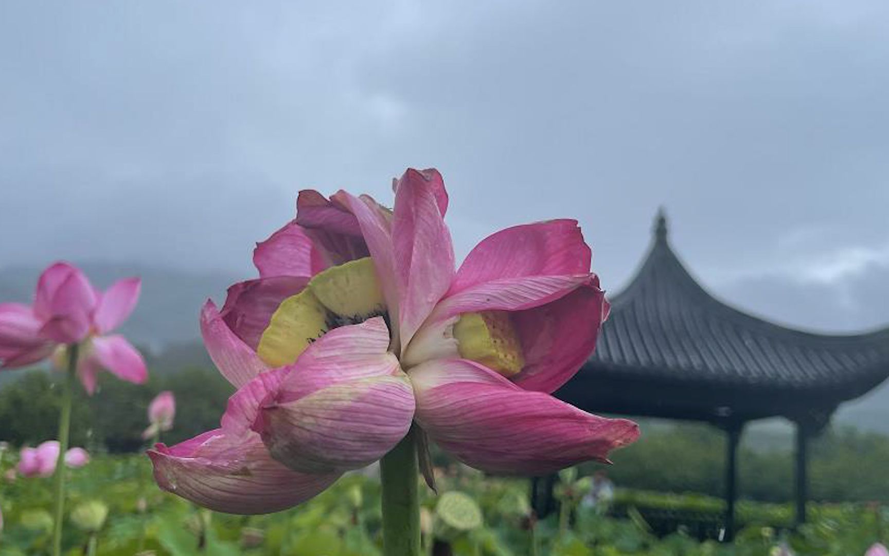 [图]浙江荷塘开出并蒂莲后又现罕见“双蒂三雌莲” 景区呼吁文明观赏