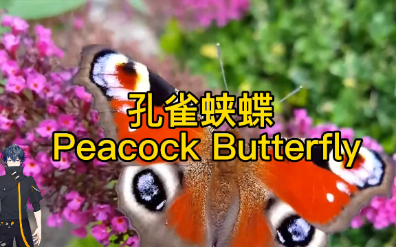 [图]孔雀蛱蝶 Peacock Butterfly