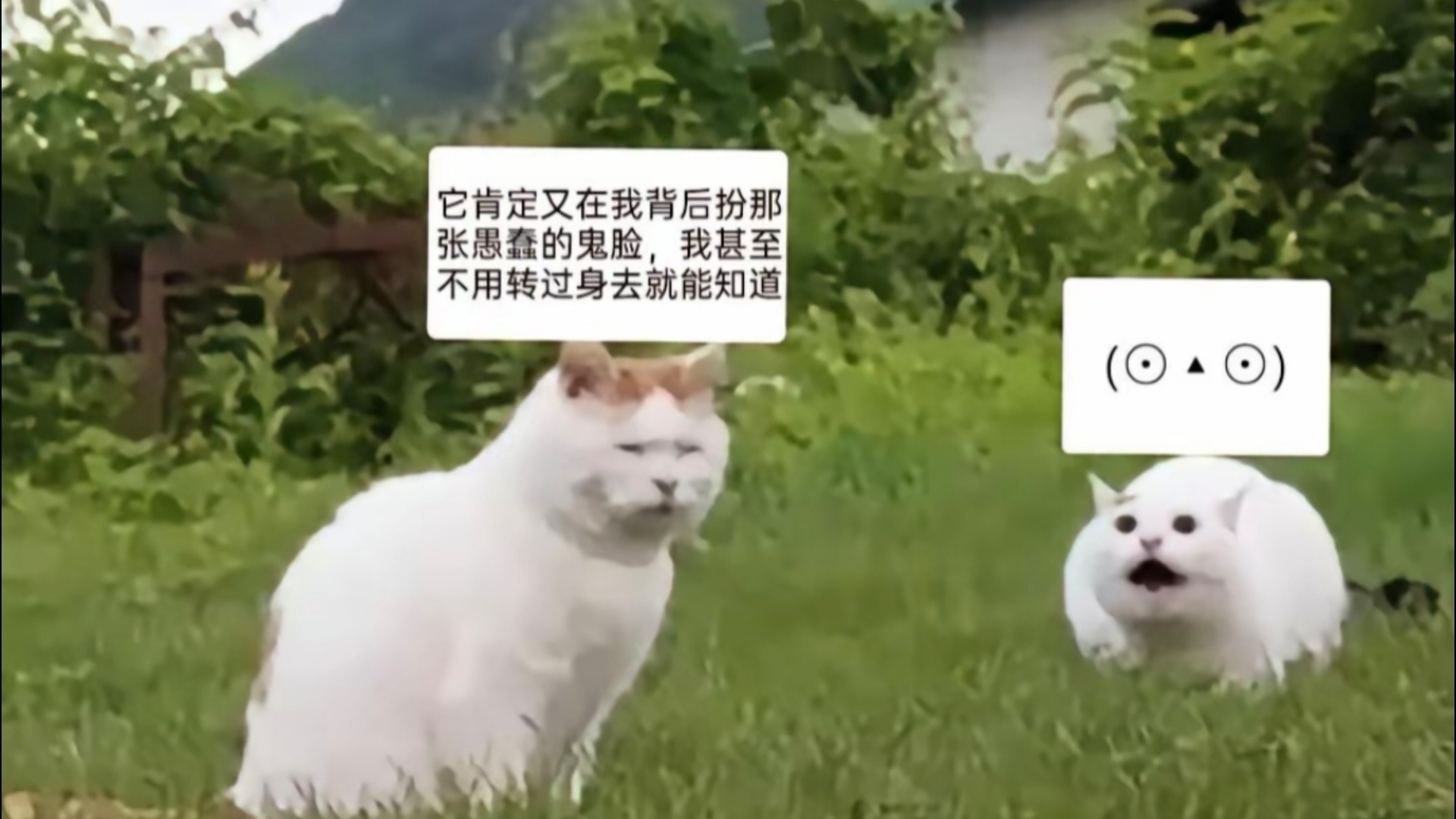 小猫坏坏,表情怪怪:哔哩哔哩bilibili