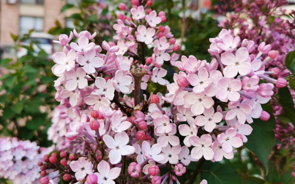 [图]丁香花开，花香袭人