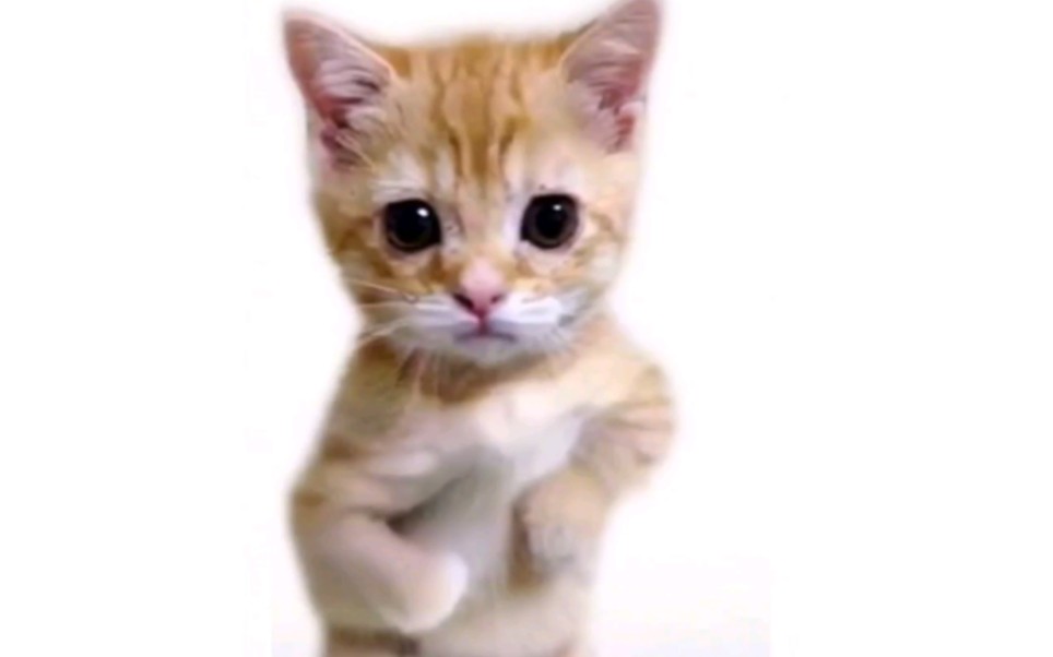 可颂猫猫在线基尼太美(为坤坤打call!