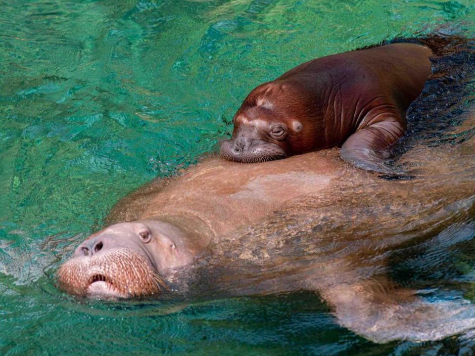 海象 calves 在海洋生命中心