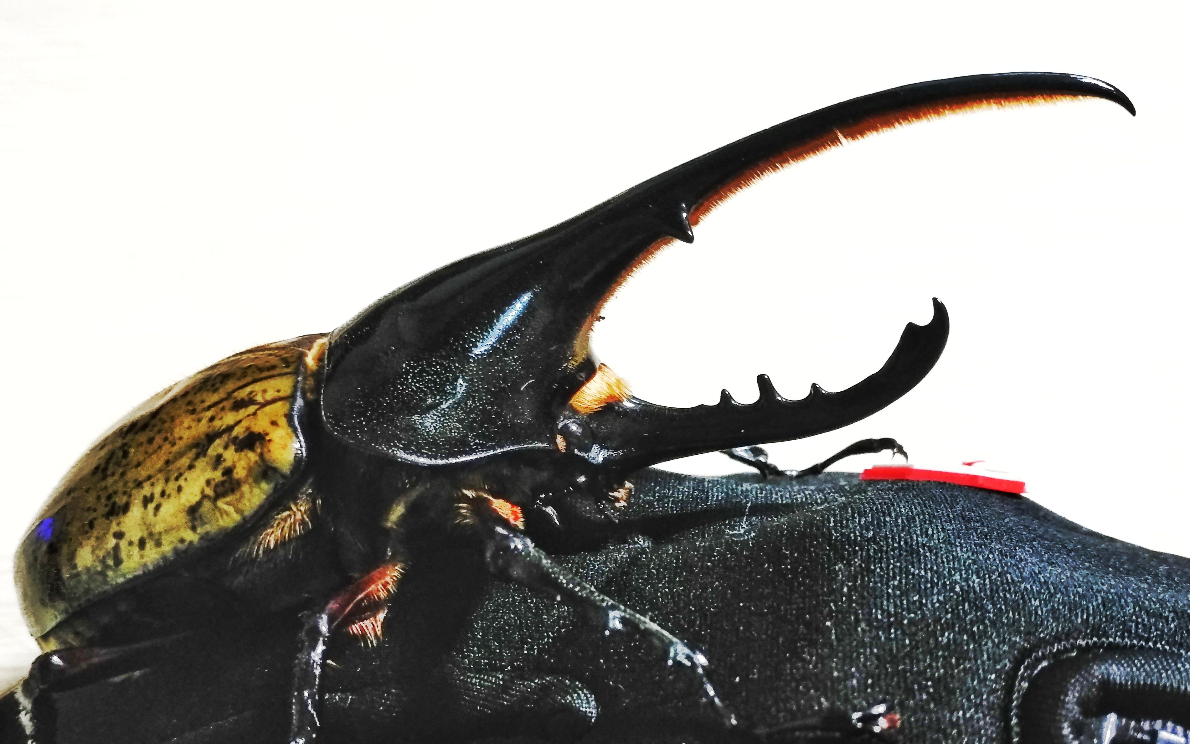 世界最大甲虫长戟大兜虫dhh开箱视频