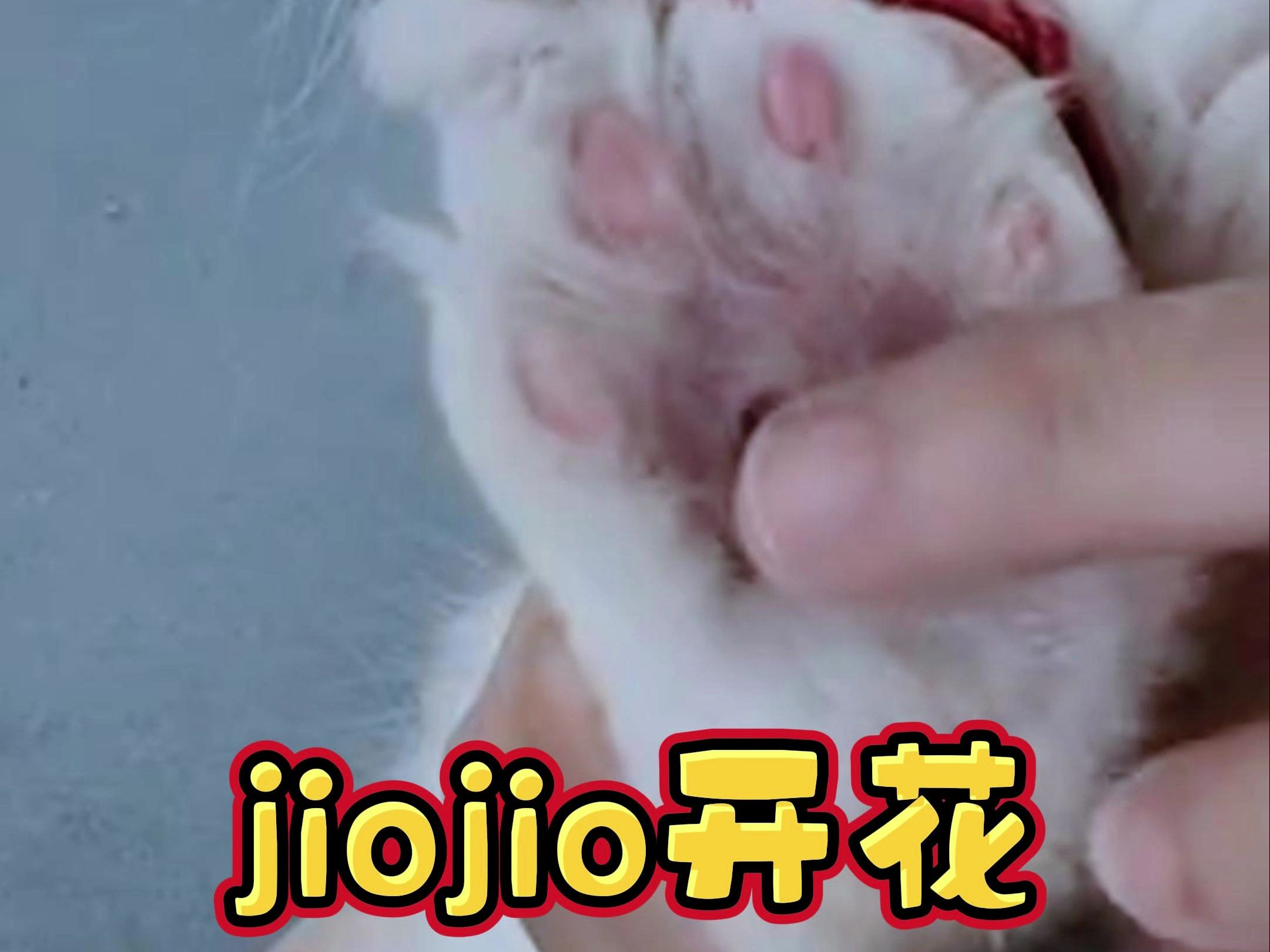 小猫咪jiojio开花