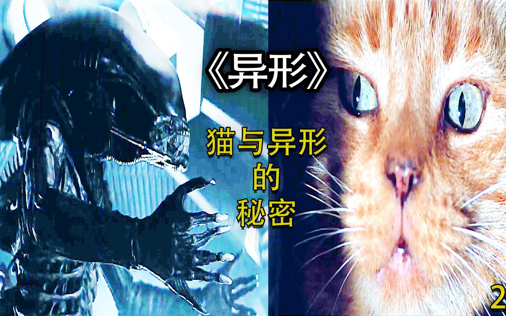 活动作品一只猫与异形之间不可告人的秘密