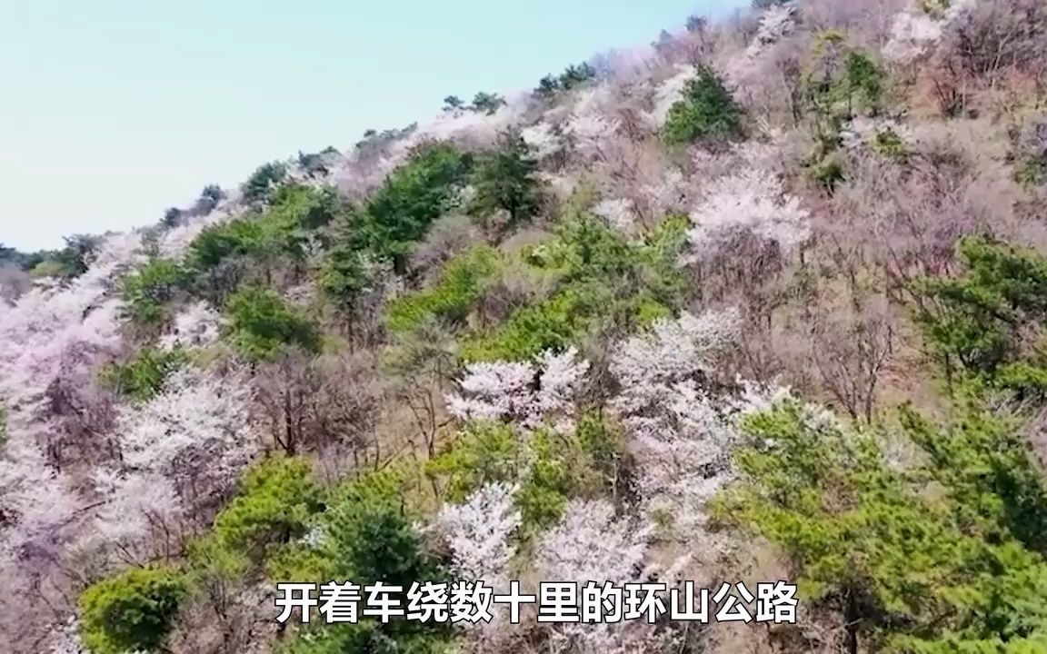 武汉周边短途自驾游④楚北第一峰大洪山樱花金顶黄仙洞西游记公园哔哩哔哩bilibili