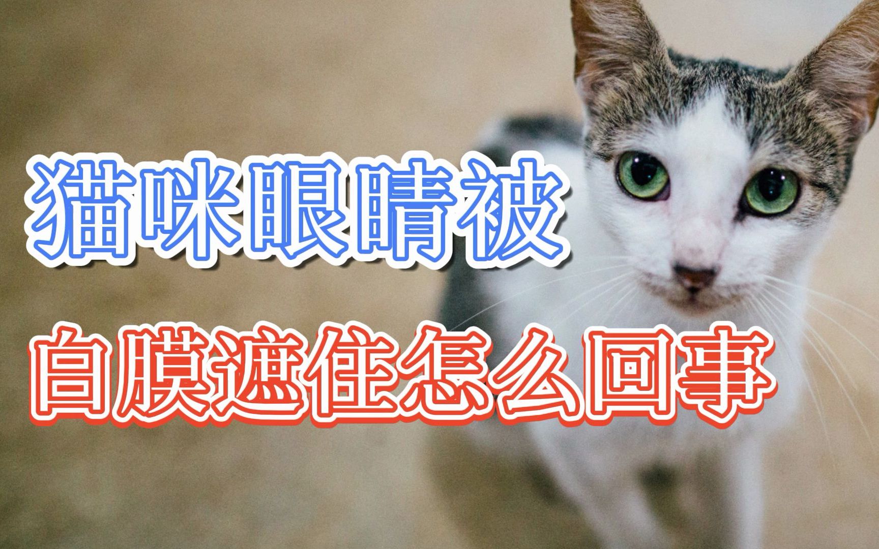 猫咪眼睛被白膜遮住怎么回事哔哩哔哩bilibili