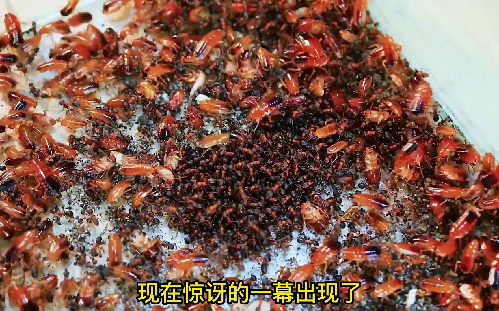 红蚂蚁,是由红蚂蚁的腹部,腿部和触角等组成的中药材,具有清热解毒