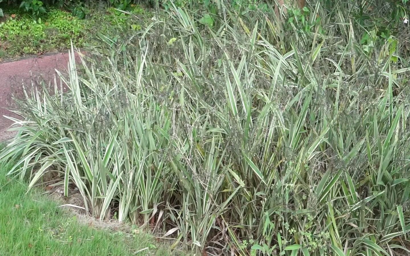 路边常见绿化植物,四季常青,金边细叶—金边山菅兰(百合科)哔哩哔哩bilibili